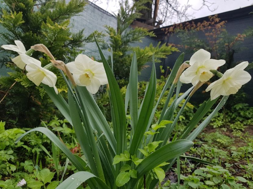 Misty glenn - 2019 Idilic garden