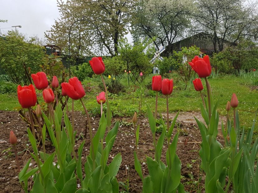 Red granny - 2019 Idilic garden