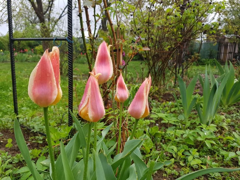 Apricot delight - 2019 Idilic garden