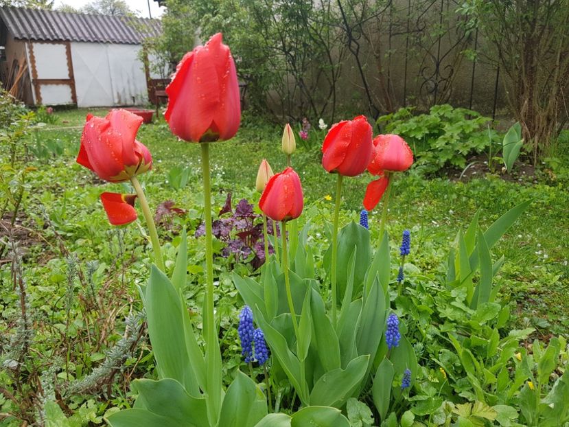  - 2019 Idilic garden