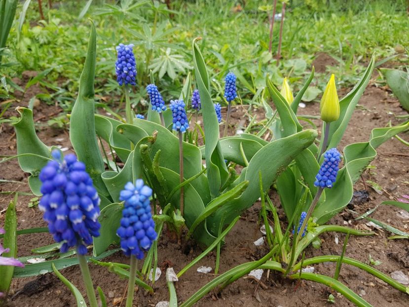  - 2019 Idilic garden