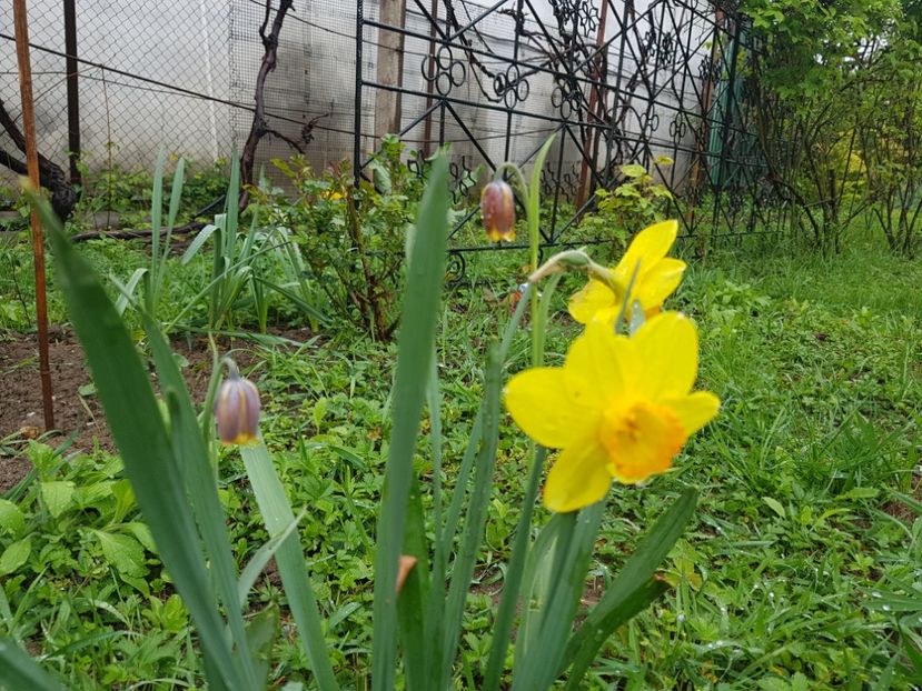  - 2019 Idilic garden