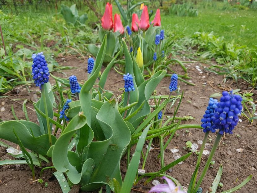  - 2019 Idilic garden