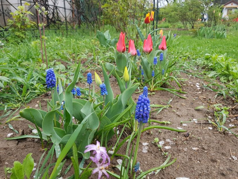  - 2019 Idilic garden