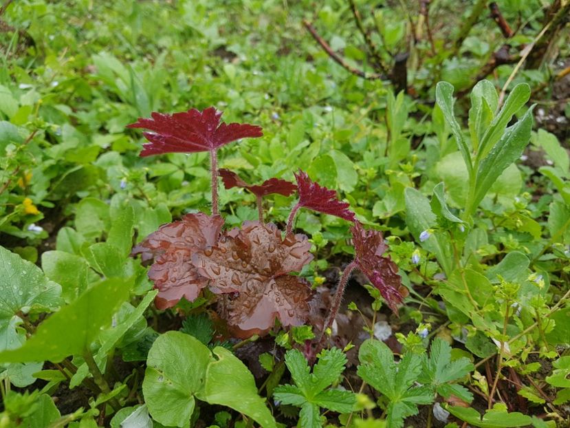  - 2019 Idilic garden