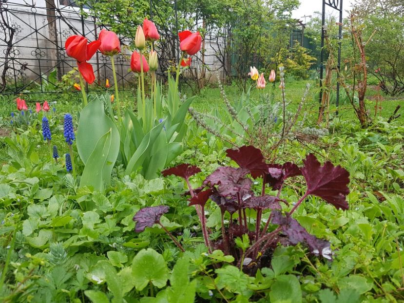  - 2019 Idilic garden
