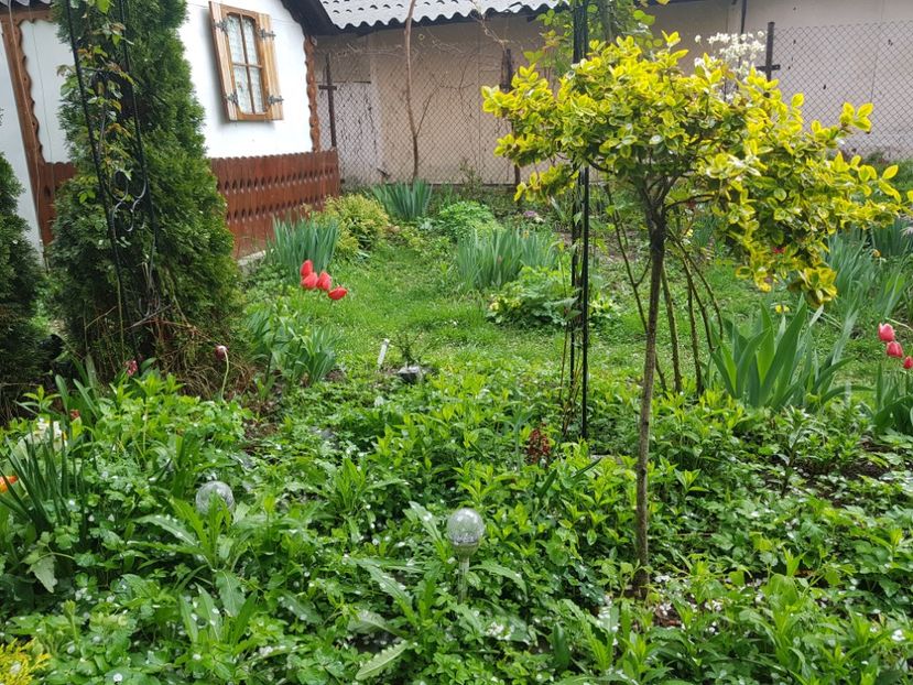 Evonimus Emerald Gold copacel - 2019 Gradina Pridvor