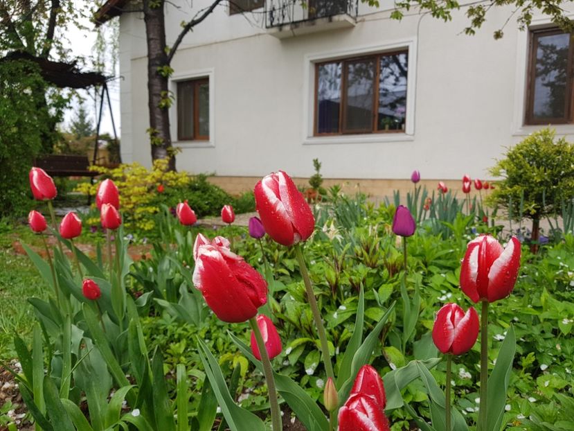 Leen van der Mark - 2019 Gradina Pridvor