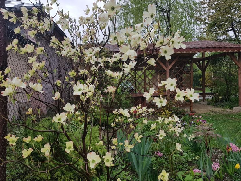Cornus Florida White Clouds - 2019 Gradina Pridvor