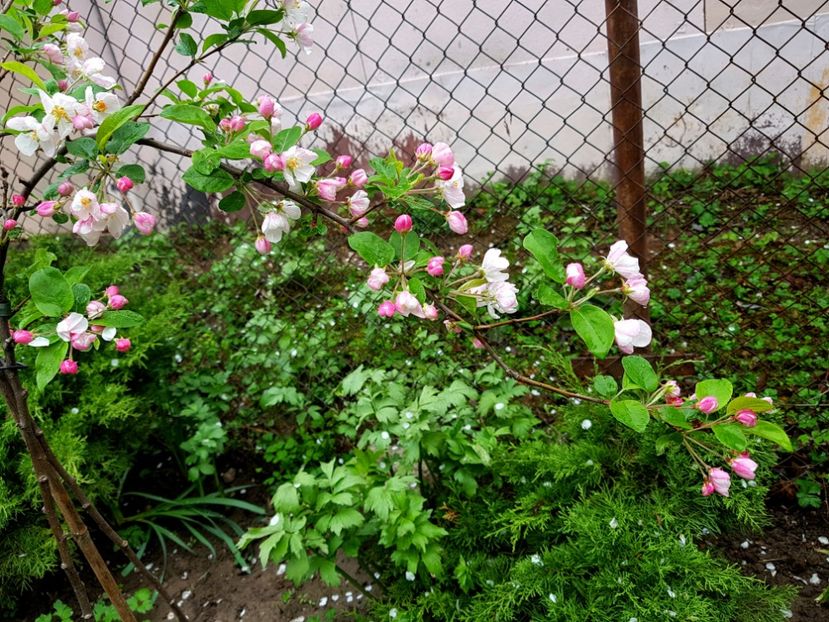 Malus Red Santinel - 2019 Gradina Pridvor