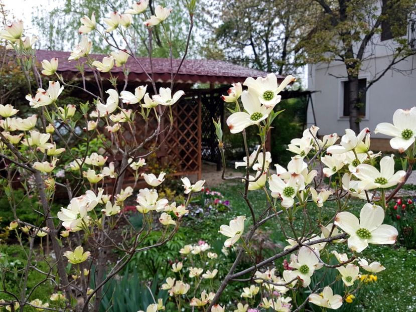 Cornus florida white clouds_Multumesc Flora pt identificare ! - 2019 Gradina Pridvor