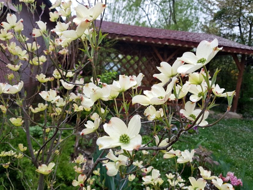 Cornus Florida White Clouds - 2019 Gradina Pridvor