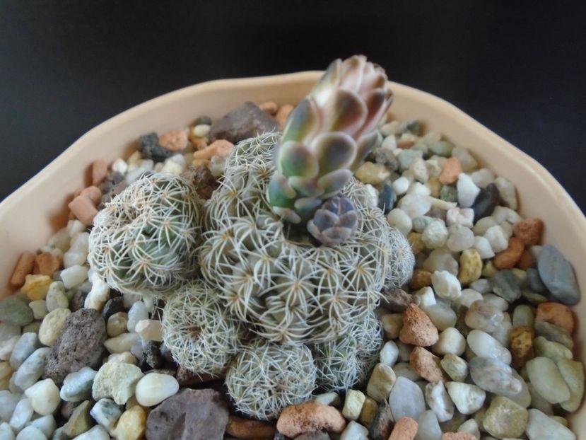 Gymnocalycium bruchii - Cactusi 2019 Gymnocalycium