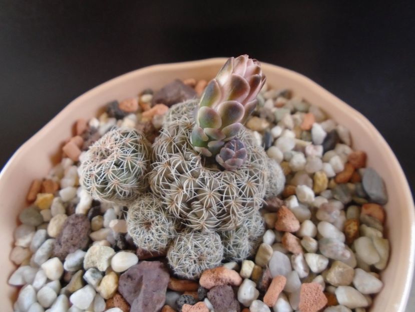 Gymnocalycium bruchii - Cactusi 2019 Gymnocalycium