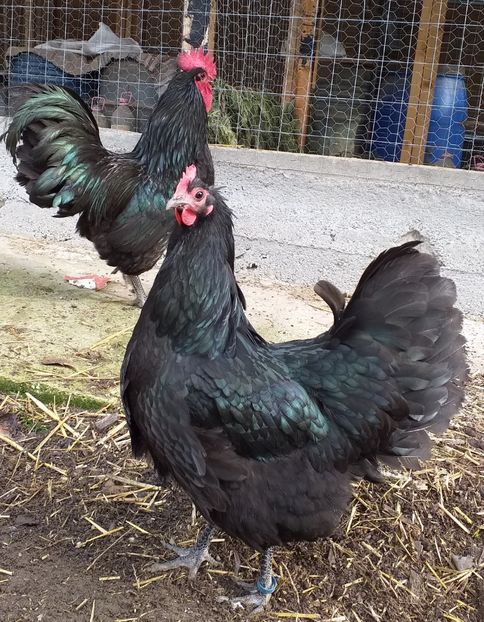 2018 - --- australorp