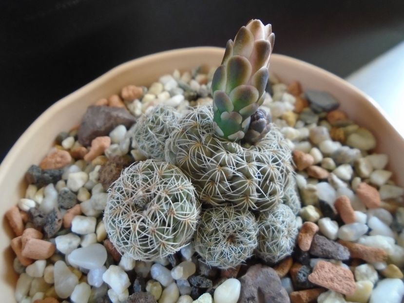 Gymnocalycium bruchii - Cactusi 2019 Gymnocalycium