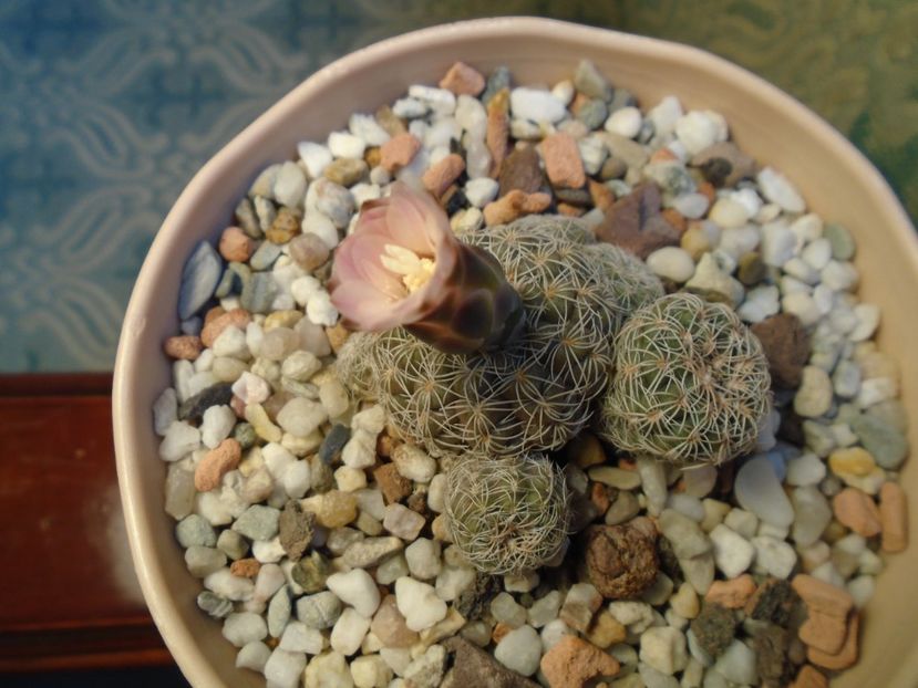 Gymnocalycium bruchii - Cactusi 2019 Gymnocalycium