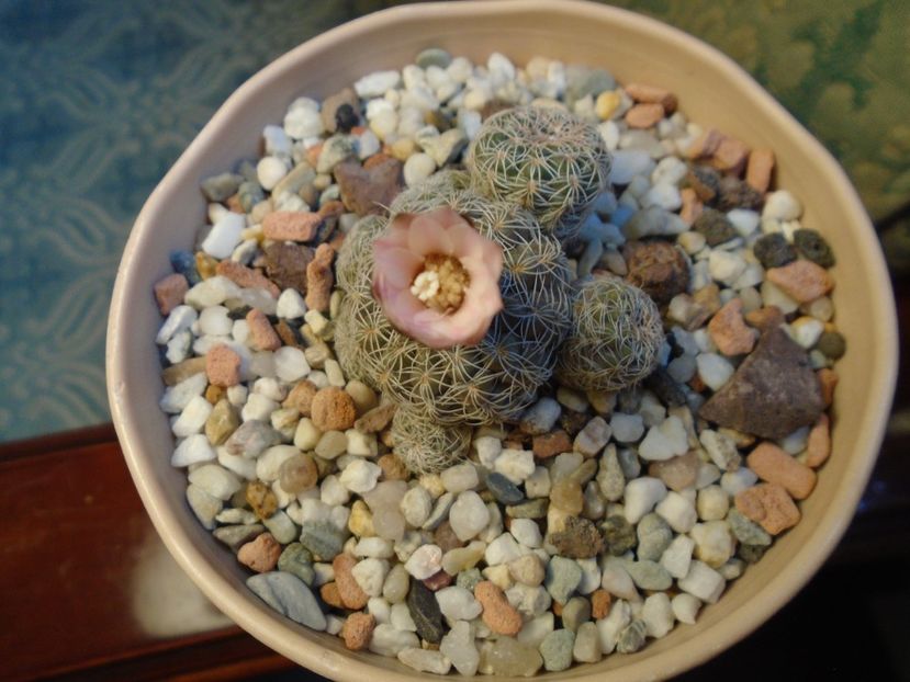 Gymnocalycium bruchii - Cactusi 2019 Gymnocalycium