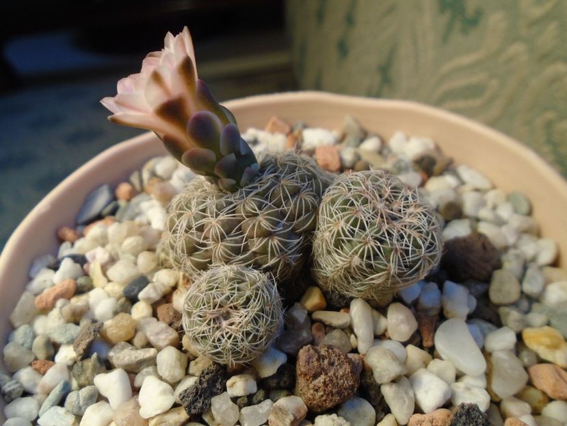 Gymnocalycium bruchii - Cactusi 2019 Gymnocalycium