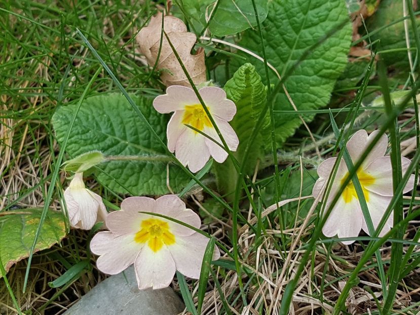 Primula - Aprilie 2019