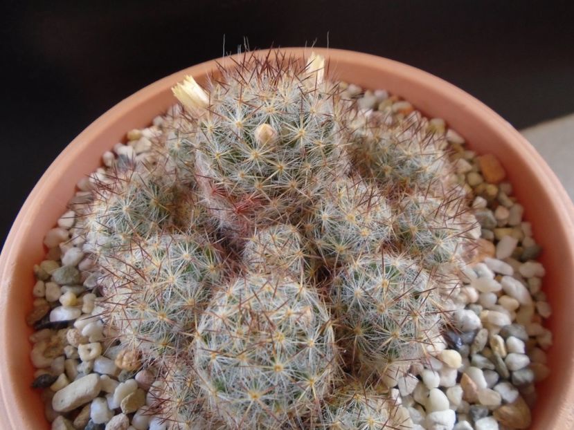 Mammillaria prolifera ssp. texana - Cactusi 2019