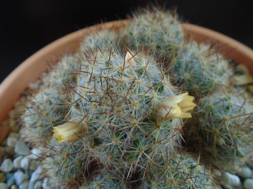Mammillaria prolifera ssp. texana - Cactusi 2019