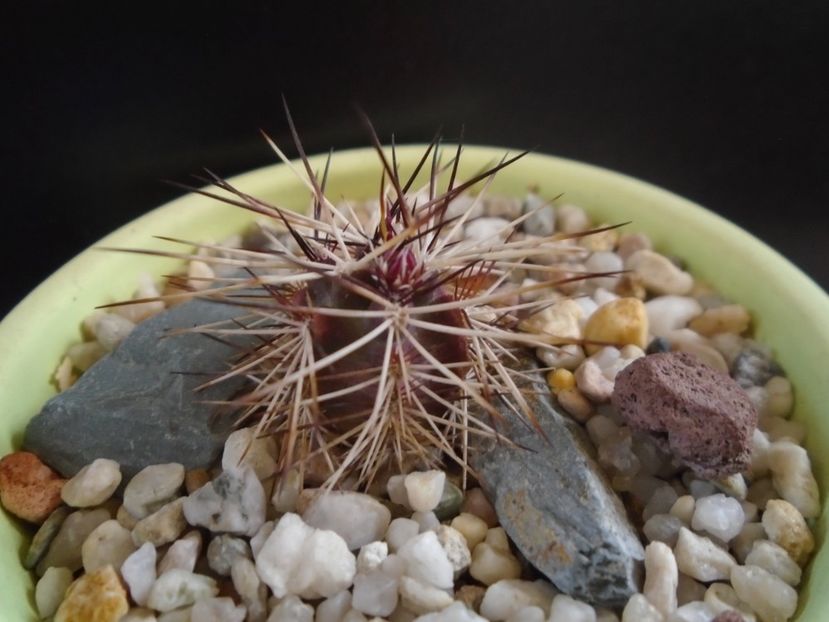 Echinocereus viridiflorus v. davisii, boboc - Cactusi 2019