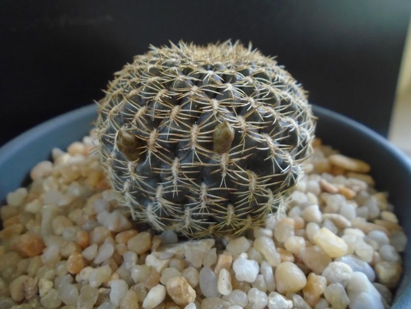 Rebutia (Sulcorebutia) arenacea, boboci - Cactusi 2019