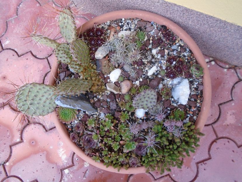 Minirocarie - cactusi si suculente winter hardy - Cactusi 2019