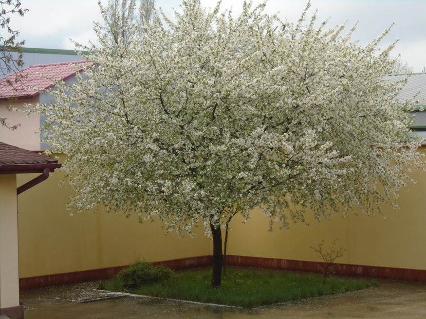Visin in floare - Primavara 2019