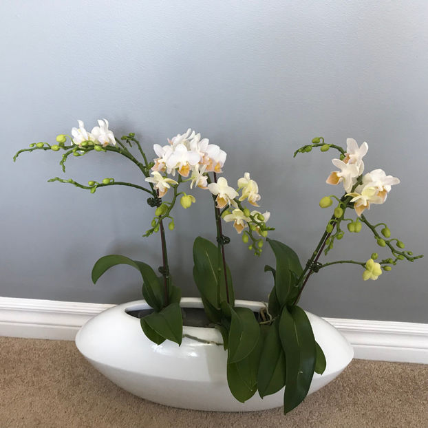  - Plante de interior 2019