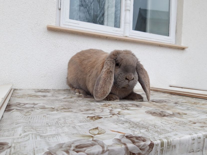 13.04.2019 - Mascul izabel