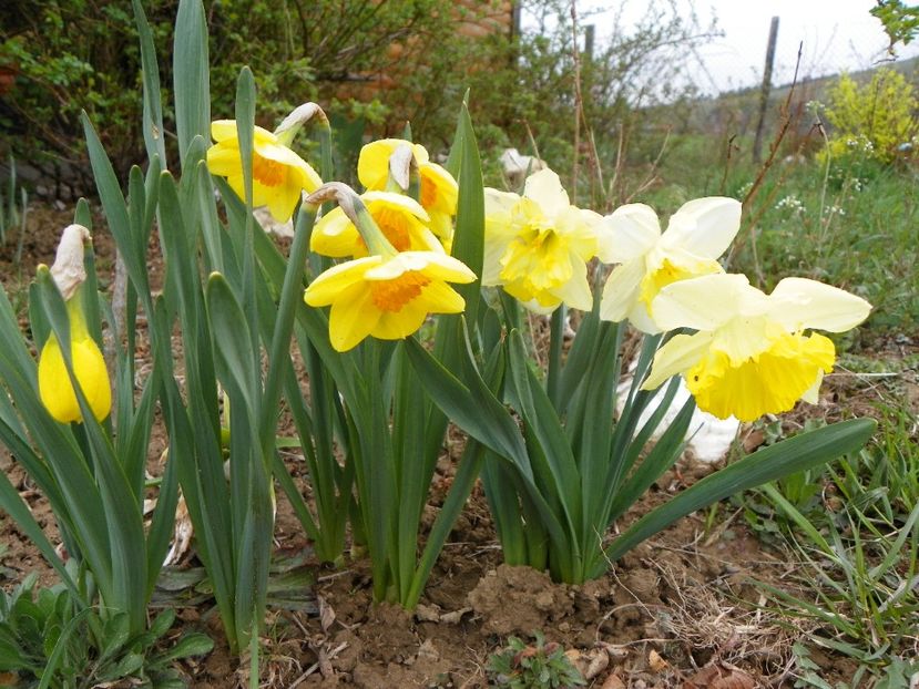 narcise Delibes si Frileuse - z-Dobarland 2019