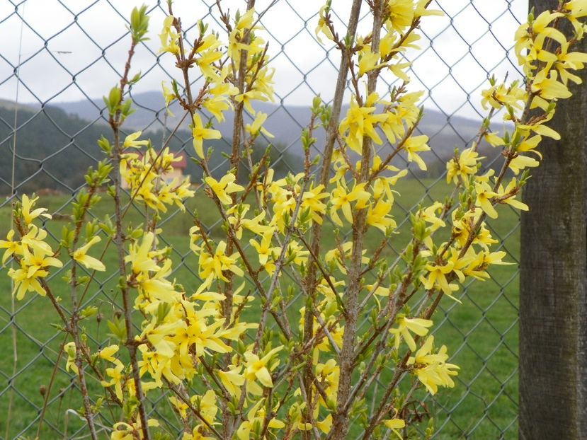 forsythia Lemon Supreme - z-Dobarland 2019