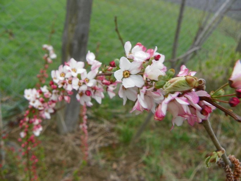 spiraea Fujino Pink - z-Dobarland 2019