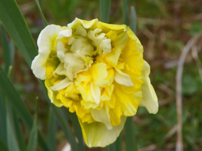 narcisa White Cheerfulness? - z-Dobarland 2019