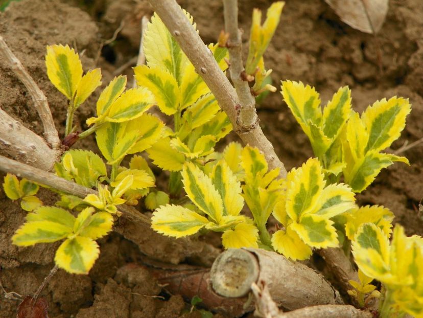 sambucus Madonna - z-Dobarland 2019