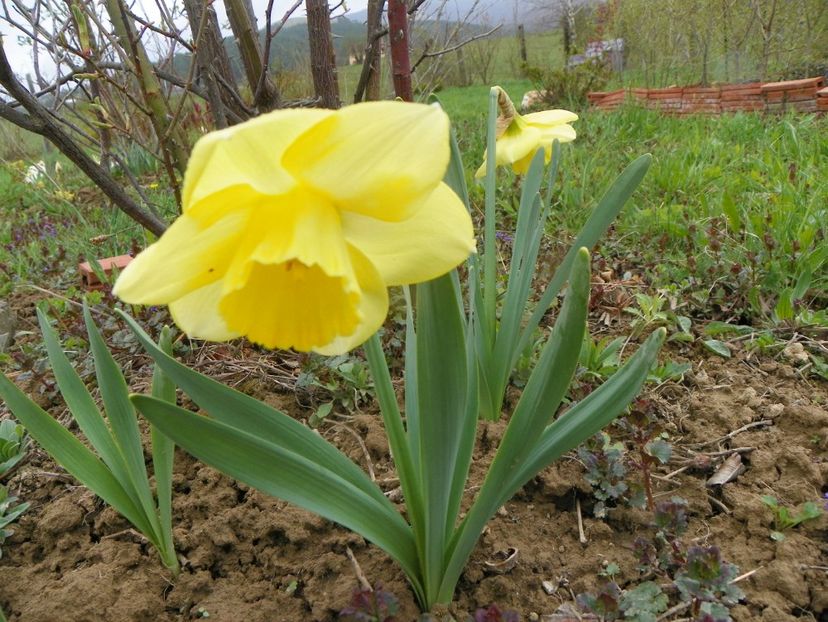 narcise Avalon - z-Dobarland 2019