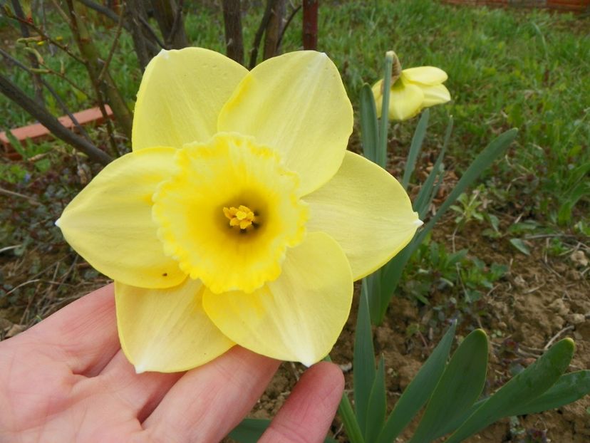 narcise Avalon - z-Dobarland 2019