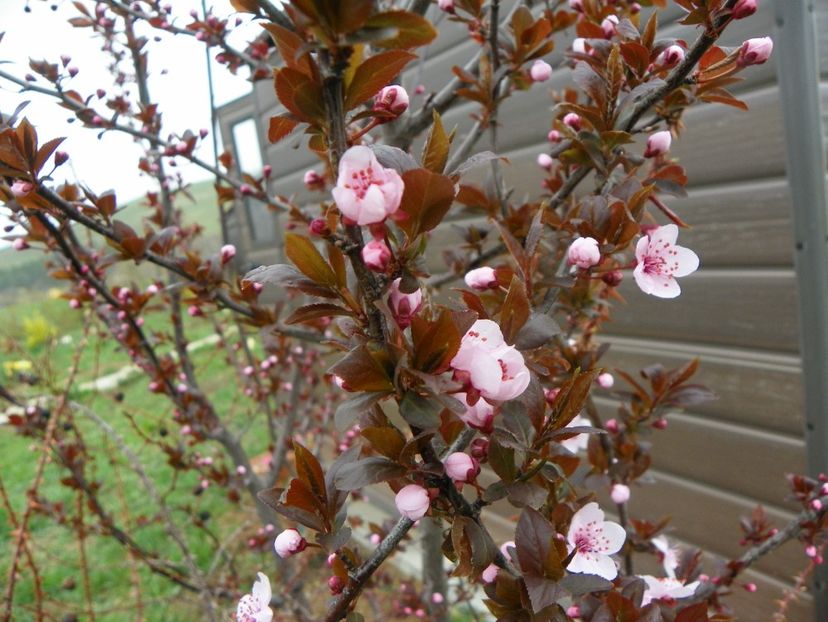 prunus cerasifera Nigra - z-Dobarland 2019