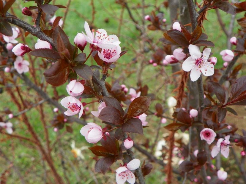 prunus cerasifera Nigra - z-Dobarland 2019