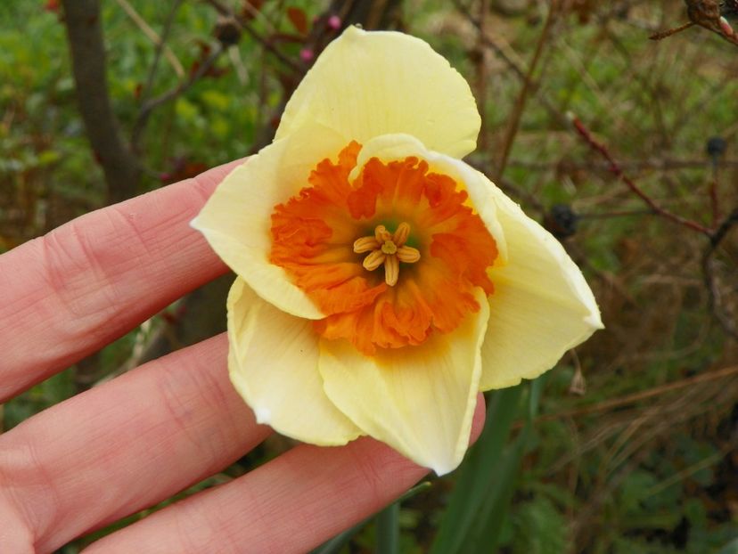 narcisa Altruist - z-Dobarland 2019