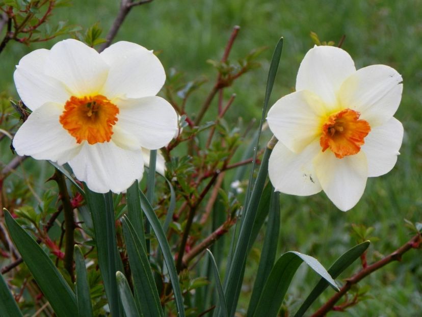 narcise Barrett Browning - z-Dobarland 2019