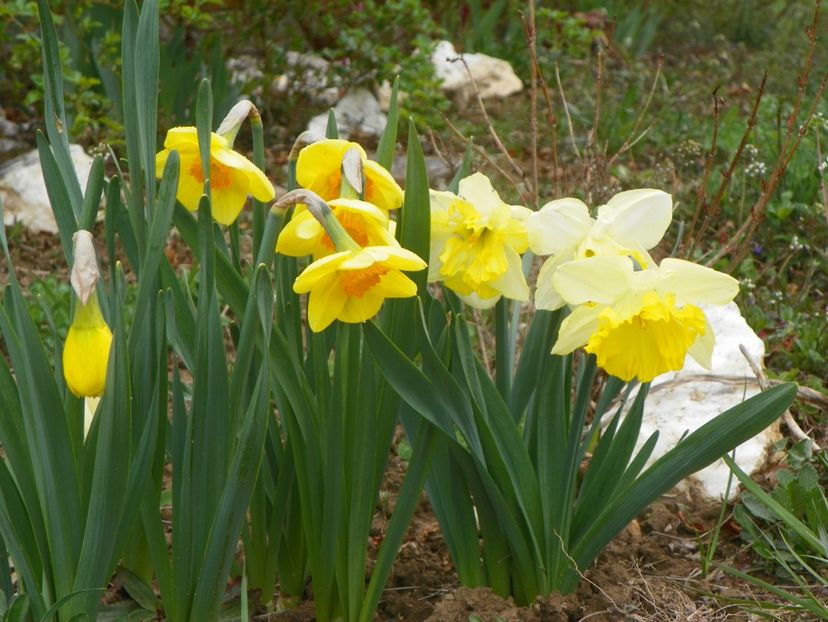 narcise Delibes si Frileuse - z-Dobarland 2019