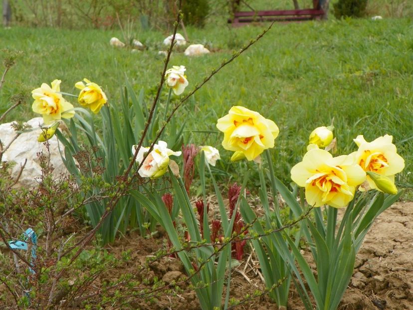 narcise Tahiti si Replete - z-Dobarland 2019