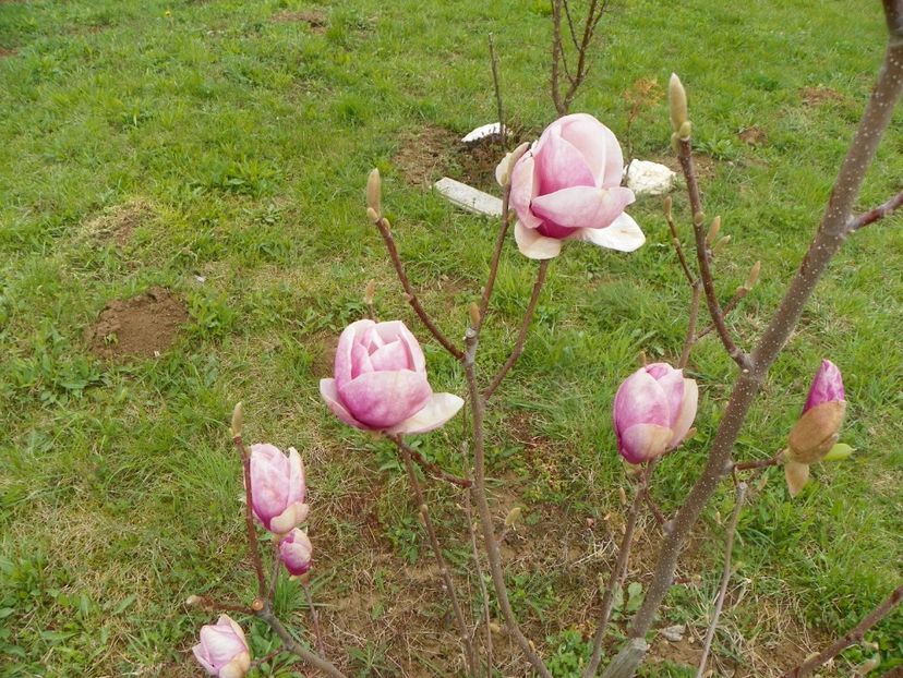 magnolia Rustica Rubra - z-Dobarland 2019
