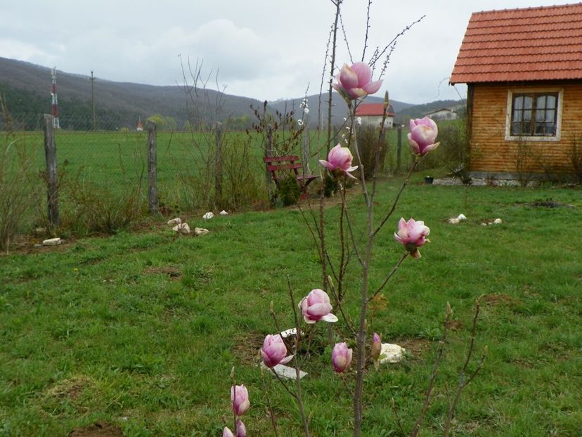 magnolia Rustica Rubra - z-Dobarland 2019