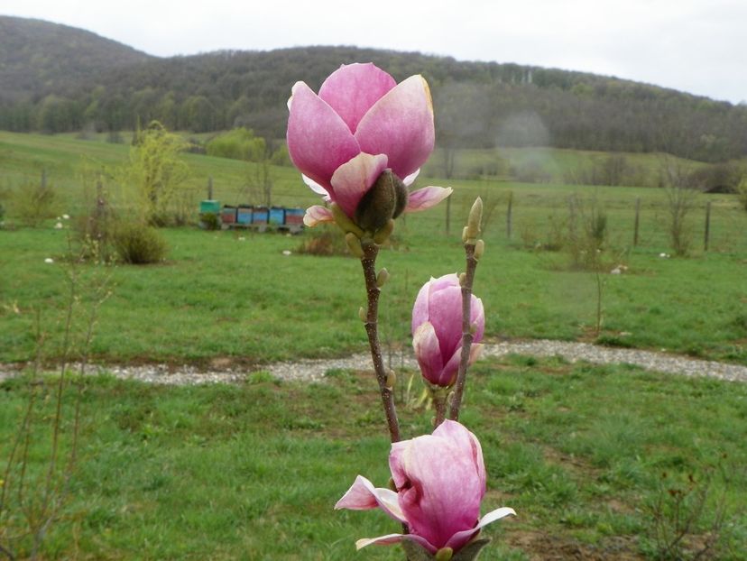 magnolia Rustica Rubra - z-Dobarland 2019
