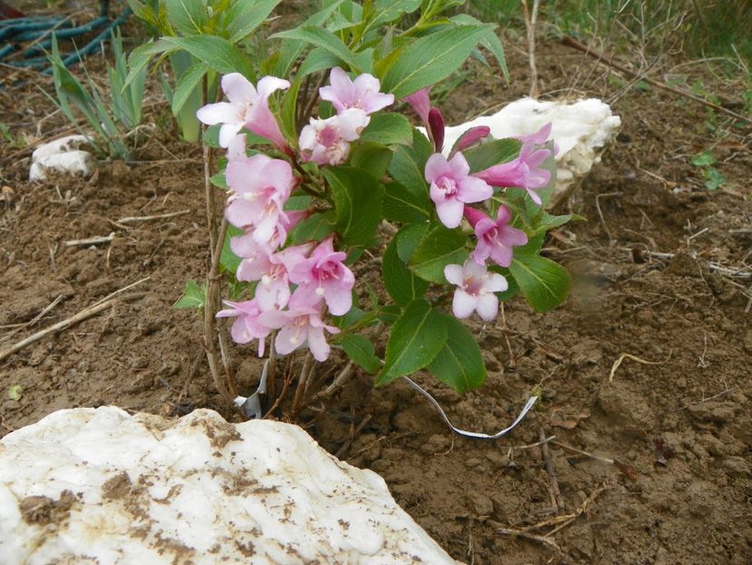 weigela Pink Poppet - z-Dobarland 2019