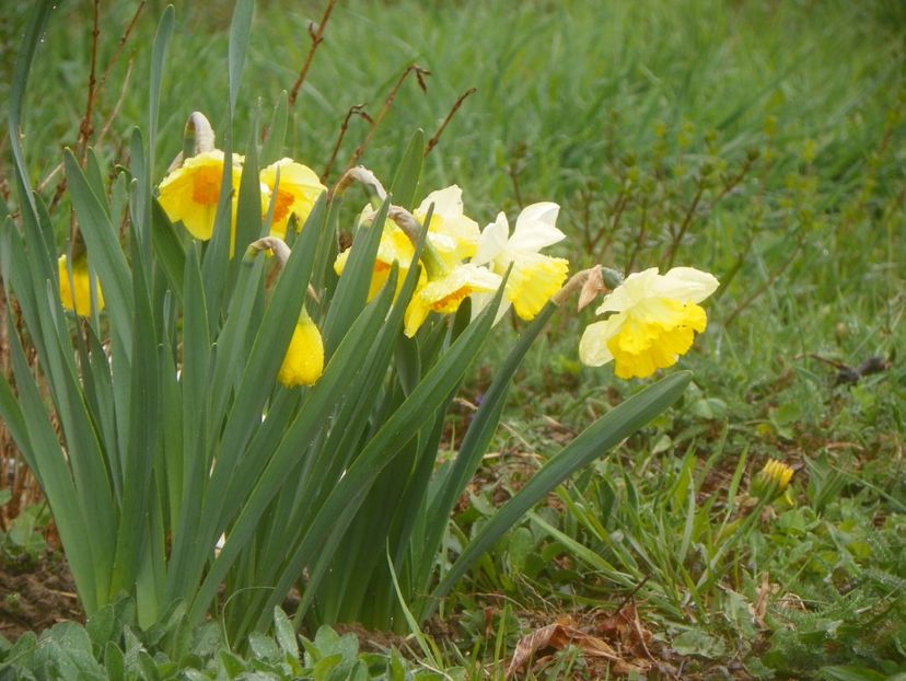 narcise Delibes si Frileuse - z-Dobarland 2019